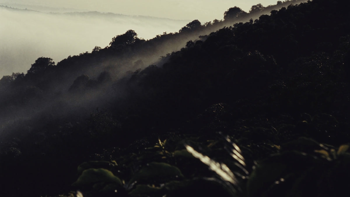 Niebla entre montañas oscuras sembradas de café