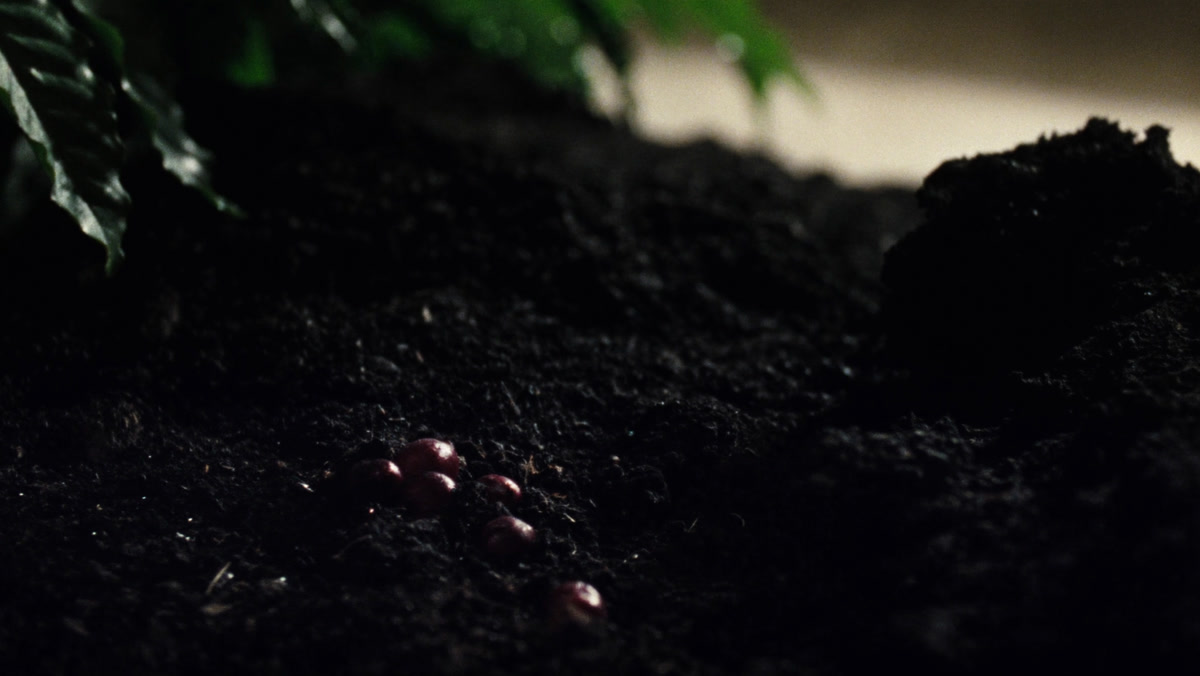 Tierra volcánica oscura con cerezas de café rojas
